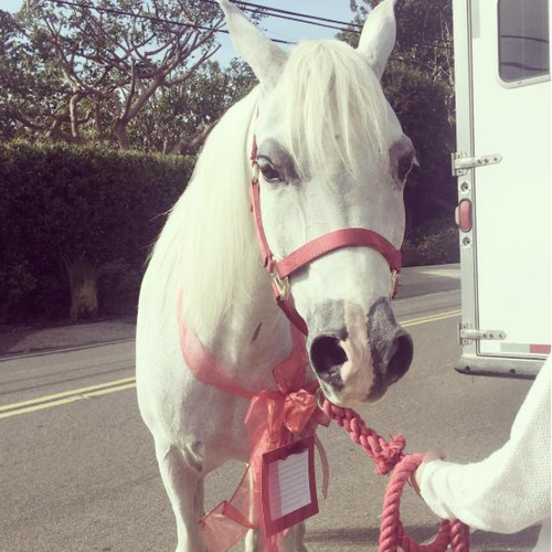 lady-gaga-horse-instagram-1450869174-custom-0